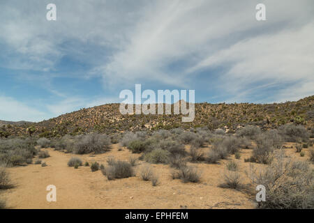 Une photographie prise sur le cheval perdu dans le sentier de la mine Parc national de Joshua Tree, en Californie. Banque D'Images