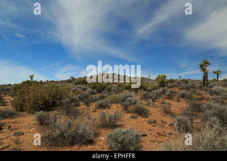 Une photographie prise sur le cheval perdu dans le sentier de la mine Parc national de Joshua Tree, en Californie. Banque D'Images