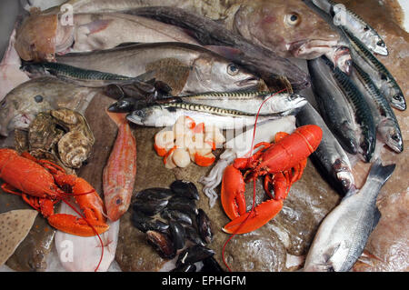 Une sélection de fruits de mer sur une dalle de poissonniers à St.Ives,Cornwall,UK,y compris les poissons et fruits de mer.Un homard huîtres aliments Aliments UK Banque D'Images