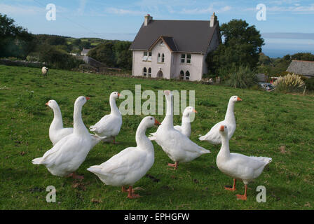 Un troupeau d'oies blanches dans un champ sur une ferme dans le Nord du Devon, Royaume-Uni. Une ferme Agriculture aliments Aliments fermes oiseaux oiseaux troupeaux Banque D'Images