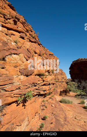 L'Australie, NT, Watarrka National Park. Kings Canyon Rim, à pied. Vue panoramique du désert de Red Rock Canyon le long de la jante. Banque D'Images