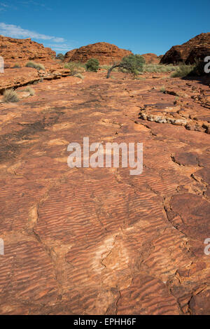 L'Australie, NT, Watarrka National Park. Kings Canyon Rim, à pied. Les ondulations de la mer ancienne, preuve en pierre d'anciens lacs. Banque D'Images
