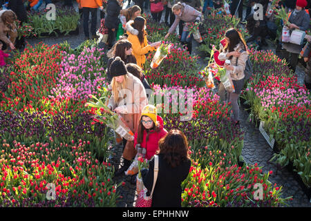 Journée nationale d'Amsterdam Tulip 10,000 200,000 visiteurs choisir tulipes pour célébrer le début de la saison officielle de tulipe Banque D'Images