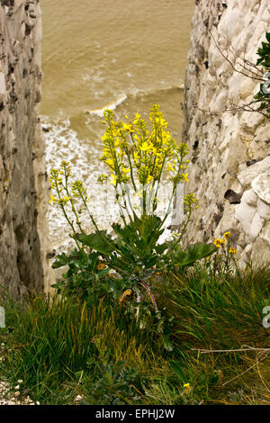 Chou sauvage Brassica oleracea white chalk cliffs Dover Banque D'Images