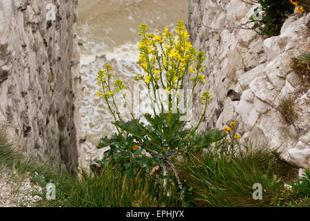 Chou sauvage Brassica oleracea white chalk cliffs Dover Banque D'Images
