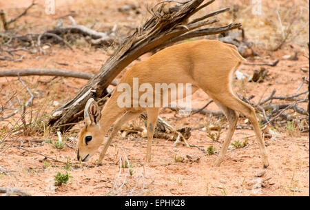 L'Afrique, la Namibie. Fondation AfriCat. Damara dik-dik arbustes de pâturage. Banque D'Images