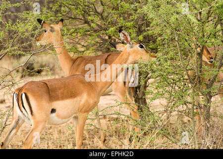 L'Afrique, la Namibie. Fondation AfriCat. Damara dik-dik arbustes de pâturage. Banque D'Images