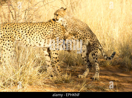 L'Afrique, la Namibie. Fondation AfriCat. Les jeunes cheetah jouer avec mère Guépard. Banque D'Images