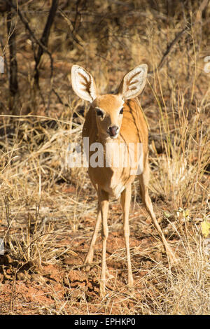 L'Afrique, la Namibie. Fondation AfriCat. Damara dik-dik de lécher le nez. Banque D'Images