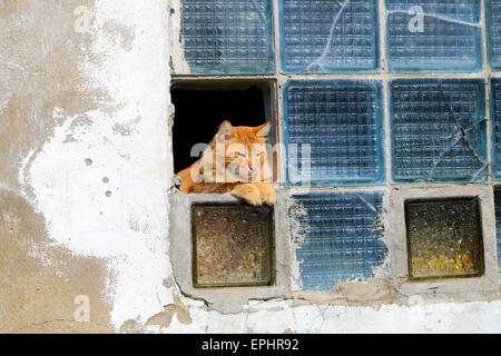 Belle photo de chat orange assis sur la fenêtre Banque D'Images