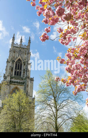 Fleur Rose et les clochers de la cathédrale de York, York, North Yorkshire, Angleterre. Banque D'Images