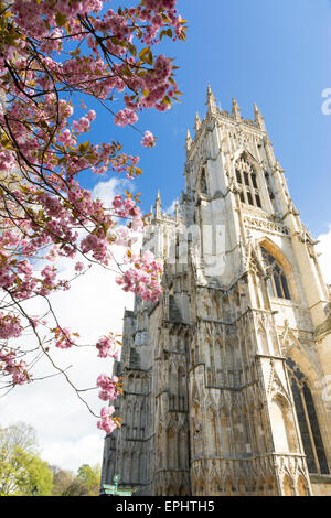 York Minster clochers et rose fleur de cerisier en avril 2015. Banque D'Images