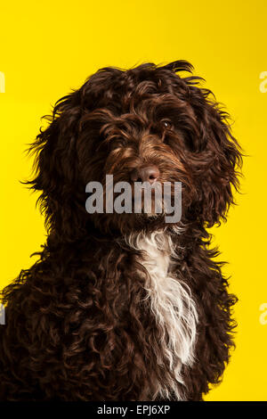 Cockerpoo chien de race croisée (cross Spaniel poodle) Banque D'Images