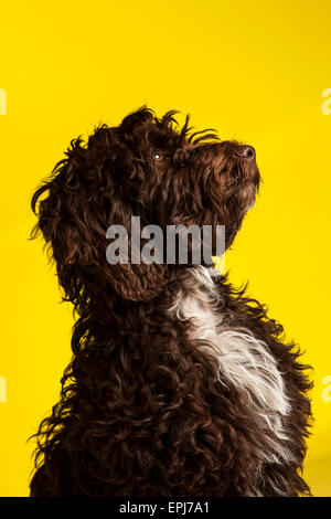 Cockerpoo chien de race croisée (cross Spaniel poodle) Banque D'Images