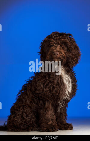 Cockerpoo chien de race croisée (cross Spaniel poodle) Banque D'Images