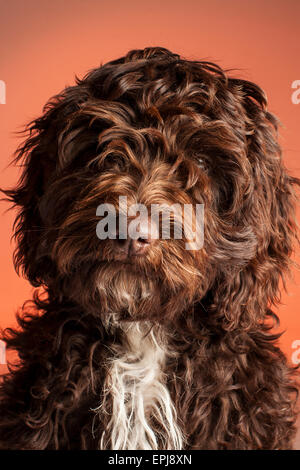 Cockerpoo chien de race croisée (cross Spaniel poodle) Banque D'Images