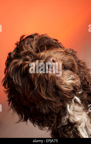 Cockerpoo chien de race croisée (cross Spaniel poodle) Banque D'Images