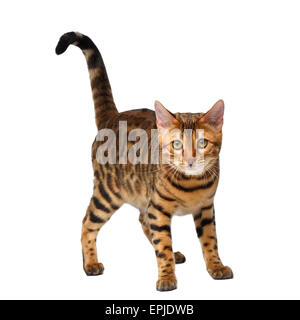 Bengal chat debout sur white Banque D'Images