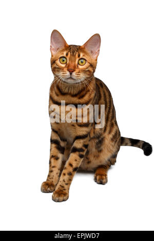 Bengal Cat sitting on white Banque D'Images