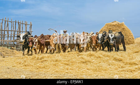 À l'aide d'agriculteurs éthiopiens troupeau de boeufs pour le battage de la récolte. Banque D'Images