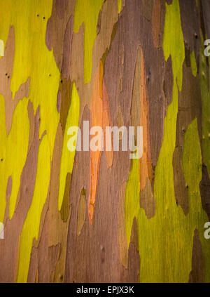 Détail de l'écorce de couleur Eucalyptus Arc-en-ciel Banque D'Images