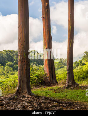 Détail de l'écorce de couleur Eucalyptus Arc-en-ciel Banque D'Images