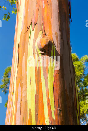 Détail de l'écorce de couleur Eucalyptus Arc-en-ciel Banque D'Images