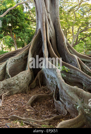 Moreton Bay Fig Tree roots Banque D'Images