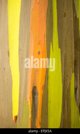 Détail de l'écorce de couleur Eucalyptus Arc-en-ciel Banque D'Images