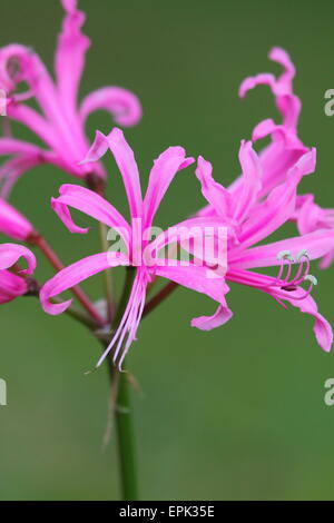 Spider Lily rose fleurs dazzle de près dans Breenhold - Jardins de l'Avenue, Mount Wilson, NSW, Australie. Banque D'Images