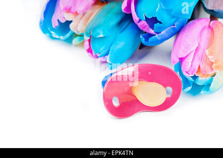 Tulipes multicolores avec sucette Banque D'Images