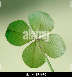 Un symbole traditionnel de bonne chance, le trèfle à quatre feuilles Jane Ann Butler Photography JABP629 Banque D'Images