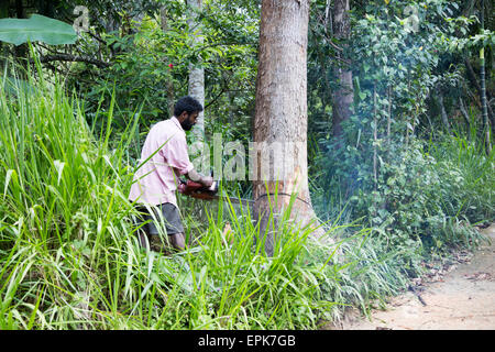 L'homme à l'aide de tronçonneuse pour abattre arbre de teck, Ella, le district de Badulla, Province d'Uva, au Sri Lanka, en Asie Banque D'Images