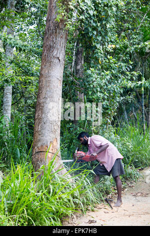 L'homme à l'aide de tronçonneuse pour abattre arbre de teck, Ella, le district de Badulla, Province d'Uva, au Sri Lanka, en Asie Banque D'Images