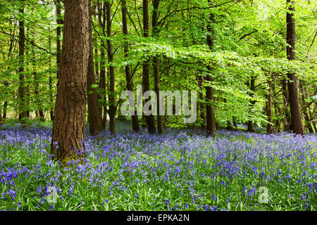 Jacinthes et feuillage de printemps à Middleton Woods Ilkley West Yorkshire Angleterre Banque D'Images