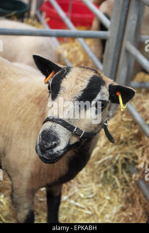 Badger face Welsh Mountain Sheep ( Torddu race ) avec des marques noires et blanches UK Banque D'Images