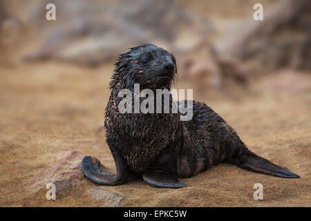 Cape fur seal pup, (Arctocephalus pusillus), Skeleton Coast, Namibie, Afrique. Banque D'Images