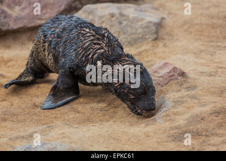 Cape fur seal pup, (Arctocephalus pusillus), Skeleton Coast, Namibie, Afrique. Banque D'Images