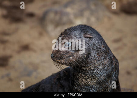 Cape fur seal pup, (Arctocephalus pusillus), Skeleton Coast, Namibie, Afrique. Banque D'Images