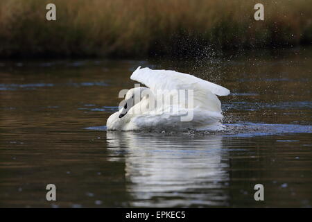 Le cygne yellowstone np Banque D'Images