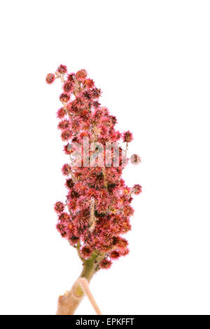 Rhus typhina seule fleur Banque D'Images