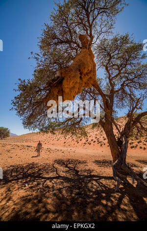 Sociable weaver nids d'oiseaux dans la région de Camel Thorn arbres, la Namibie, l'Afrique. Banque D'Images