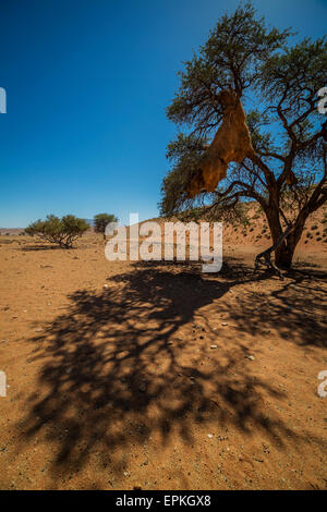 Sociable Weaver nids d'oiseau (Philetairus socius) dans les arbres d'Acacia, Namib Rand Nature Reserve, Namibie, Afrique. Banque D'Images