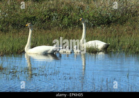 Cygne chanteur avec les poussins Banque D'Images