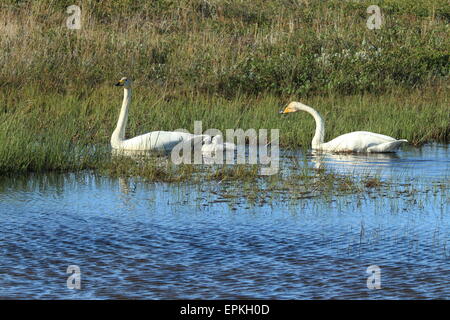 Cygne chanteur avec les poussins Banque D'Images