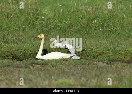 Cygne chanteur avec les poussins Banque D'Images