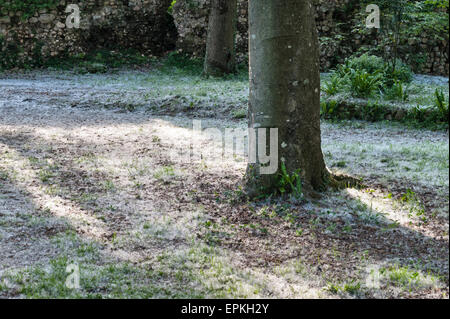 Les jardins de Ninfa, lazio, Italie. Les graines de peupliers (Populus) former des congères sur le terrain au début de l'été Banque D'Images