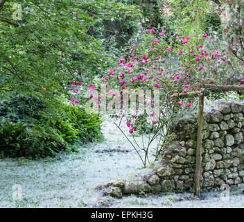 Les jardins de Ninfa, lazio, Italie. Les graines de peupliers (Populus) former des congères sur le terrain au début de l'été Banque D'Images