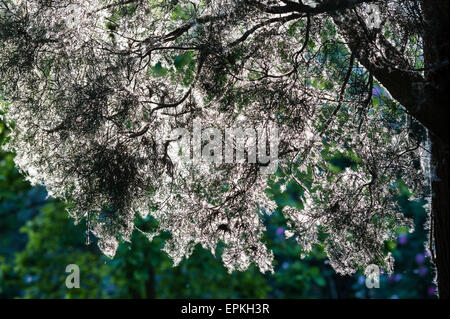 Les jardins de Ninfa, lazio, Italie. Les graines de peupliers (Populus) couvrent tout, au début de l'été Banque D'Images