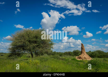 Grande termitière Okonjima, Namibie, Afrique Banque D'Images